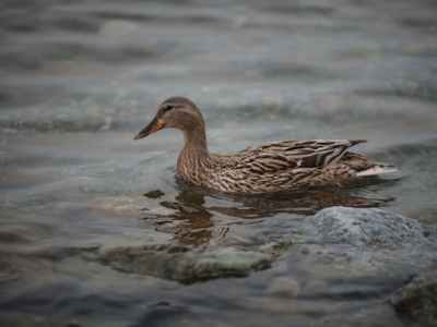 Aménager son jardin pour accueillir des gallinacés